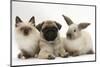Fawn Pug Puppy, 8 Weeks, with Birman X Ragdoll Kitten and Young Sooty Colourpoint Rabbit-Mark Taylor-Mounted Photographic Print