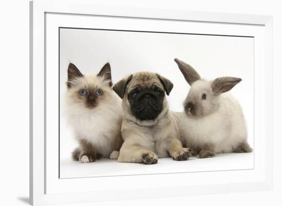 Fawn Pug Puppy, 8 Weeks, with Birman X Ragdoll Kitten and Young Sooty Colourpoint Rabbit-Mark Taylor-Framed Photographic Print