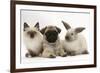 Fawn Pug Puppy, 8 Weeks, with Birman X Ragdoll Kitten and Young Sooty Colourpoint Rabbit-Mark Taylor-Framed Photographic Print