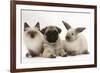 Fawn Pug Puppy, 8 Weeks, with Birman X Ragdoll Kitten and Young Sooty Colourpoint Rabbit-Mark Taylor-Framed Photographic Print