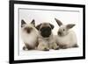 Fawn Pug Puppy, 8 Weeks, with Birman X Ragdoll Kitten and Young Sooty Colourpoint Rabbit-Mark Taylor-Framed Photographic Print