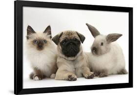 Fawn Pug Puppy, 8 Weeks, with Birman X Ragdoll Kitten and Young Sooty Colourpoint Rabbit-Mark Taylor-Framed Photographic Print