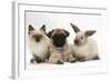 Fawn Pug Puppy, 8 Weeks, with Birman X Ragdoll Kitten and Young Sooty Colourpoint Rabbit-Mark Taylor-Framed Photographic Print