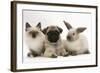 Fawn Pug Puppy, 8 Weeks, with Birman X Ragdoll Kitten and Young Sooty Colourpoint Rabbit-Mark Taylor-Framed Photographic Print