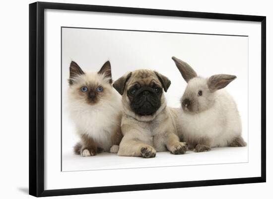 Fawn Pug Puppy, 8 Weeks, with Birman X Ragdoll Kitten and Young Sooty Colourpoint Rabbit-Mark Taylor-Framed Photographic Print