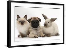 Fawn Pug Puppy, 8 Weeks, with Birman X Ragdoll Kitten and Young Sooty Colourpoint Rabbit-Mark Taylor-Framed Photographic Print