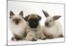 Fawn Pug Puppy, 8 Weeks, with Birman X Ragdoll Kitten and Young Sooty Colourpoint Rabbit-Mark Taylor-Mounted Photographic Print