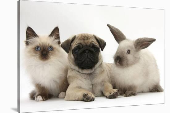 Fawn Pug Puppy, 8 Weeks, with Birman X Ragdoll Kitten and Young Sooty Colourpoint Rabbit-Mark Taylor-Stretched Canvas