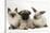 Fawn Pug Puppy, 8 Weeks, with Birman X Ragdoll Kitten and Young Sooty Colourpoint Rabbit-Mark Taylor-Stretched Canvas