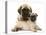 Fawn Pug Puppy with Fawn English Mastiff Puppy-Jane Burton-Stretched Canvas