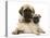 Fawn Pug Puppy with Fawn English Mastiff Puppy-Jane Burton-Stretched Canvas