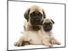 Fawn Pug Puppy with Fawn English Mastiff Puppy-Jane Burton-Mounted Premium Photographic Print