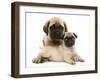 Fawn Pug Puppy with Fawn English Mastiff Puppy-Jane Burton-Framed Photographic Print