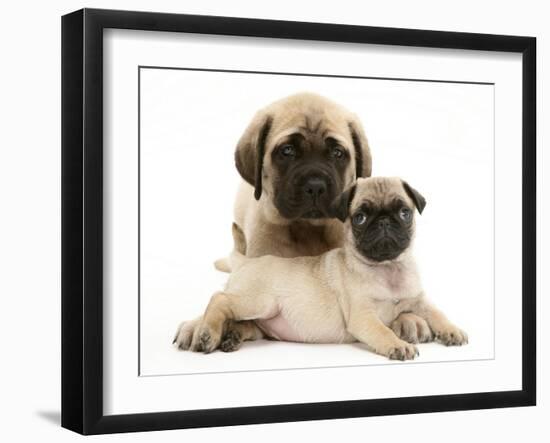 Fawn Pug Puppy with Fawn English Mastiff Puppy-Jane Burton-Framed Photographic Print