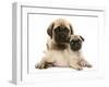 Fawn Pug Puppy with Fawn English Mastiff Puppy-Jane Burton-Framed Photographic Print