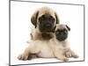 Fawn Pug Puppy with Fawn English Mastiff Puppy-Jane Burton-Mounted Photographic Print