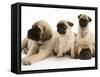 Fawn Pug Pups with Fawn English Mastiff Puppies-Jane Burton-Framed Stretched Canvas