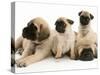 Fawn Pug Pups with Fawn English Mastiff Puppies-Jane Burton-Stretched Canvas