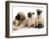 Fawn Pug Pups with Fawn English Mastiff Puppies-Jane Burton-Framed Photographic Print