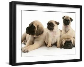 Fawn Pug Pups with Fawn English Mastiff Puppies-Jane Burton-Framed Photographic Print