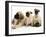 Fawn Pug Pups with Fawn English Mastiff Puppies-Jane Burton-Framed Photographic Print