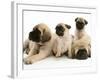 Fawn Pug Pups with Fawn English Mastiff Puppies-Jane Burton-Framed Photographic Print