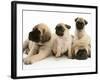 Fawn Pug Pups with Fawn English Mastiff Puppies-Jane Burton-Framed Photographic Print