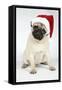 Fawn Pug Wearing Christmas Hat-null-Framed Stretched Canvas