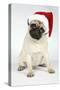 Fawn Pug Wearing Christmas Hat-null-Stretched Canvas