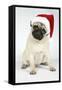 Fawn Pug Wearing Christmas Hat-null-Framed Stretched Canvas