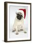 Fawn Pug Wearing Christmas Hat-null-Framed Photographic Print