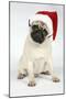 Fawn Pug Wearing Christmas Hat-null-Mounted Photographic Print