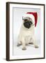 Fawn Pug Wearing Christmas Hat-null-Framed Photographic Print