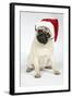 Fawn Pug Wearing Christmas Hat-null-Framed Photographic Print