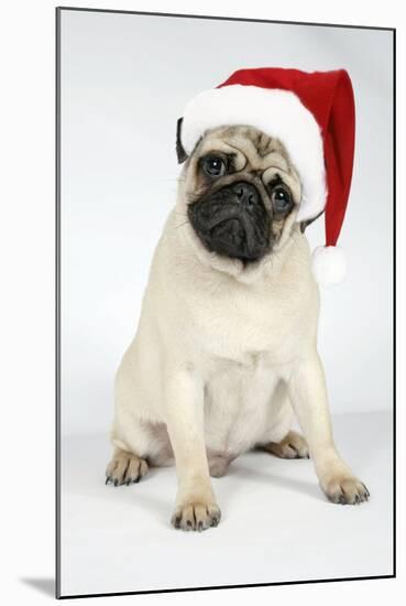 Fawn Pug Wearing Christmas Hat-null-Mounted Photographic Print