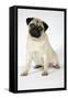 Fawn Pug-null-Framed Stretched Canvas