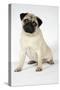 Fawn Pug-null-Stretched Canvas