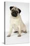 Fawn Pug-null-Stretched Canvas