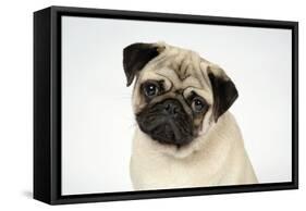 Fawn Pug-null-Framed Stretched Canvas