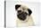 Fawn Pug-null-Stretched Canvas