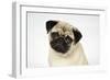 Fawn Pug-null-Framed Premium Photographic Print