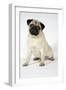 Fawn Pug-null-Framed Photographic Print