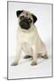 Fawn Pug-null-Mounted Photographic Print