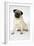 Fawn Pug-null-Framed Photographic Print