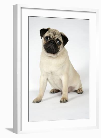 Fawn Pug-null-Framed Photographic Print