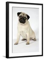 Fawn Pug-null-Framed Photographic Print