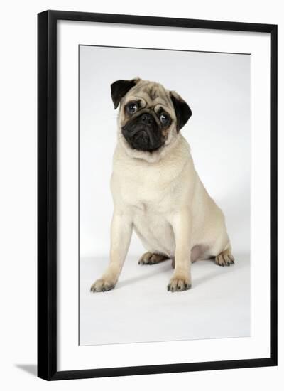 Fawn Pug-null-Framed Photographic Print