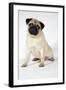Fawn Pug-null-Framed Photographic Print