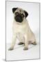 Fawn Pug-null-Mounted Photographic Print