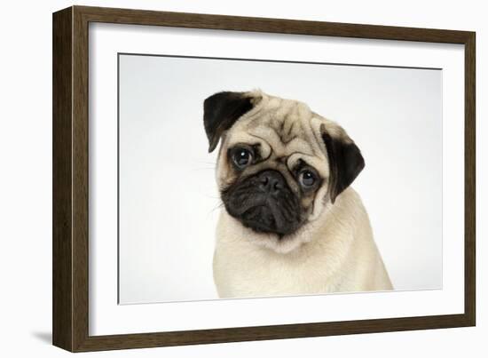 Fawn Pug-null-Framed Photographic Print